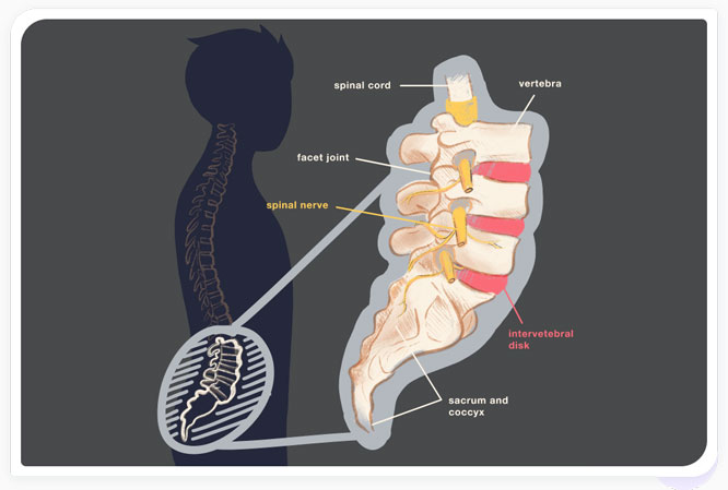 Illustration of Spine Anatomy