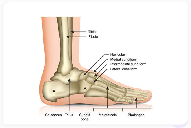 Achilles tendon injuries | healthdirect