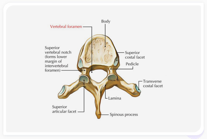 Illustration of vertebral column