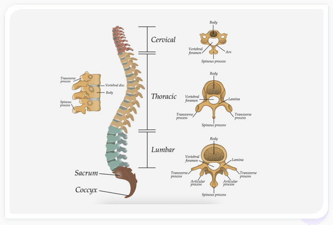 Illustration of Spine Anatomy
