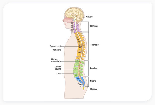 vertebral column