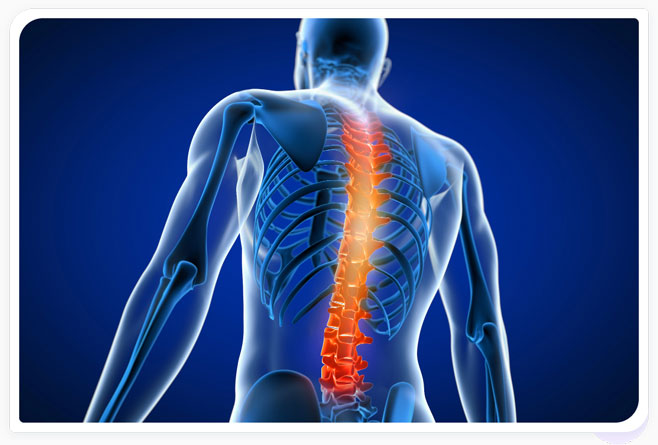 vertebral column